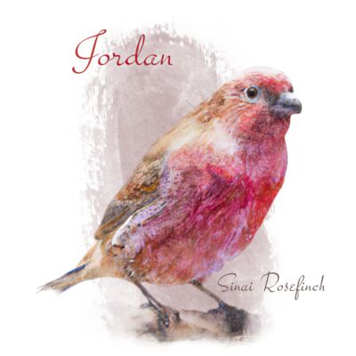 Sinai bird Thumbnail