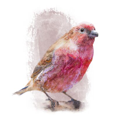 Sinai bird Thumbnail